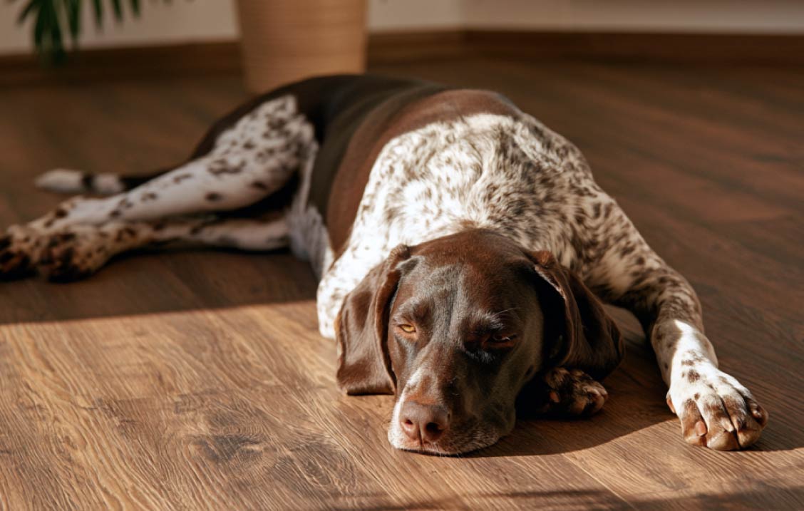 Parquet contrecollé : le compromis entre véritable bois, stabilité et entretien