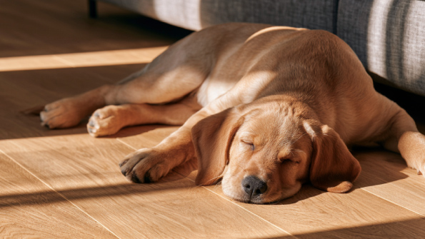 Quel sol choisir pour un chien ?